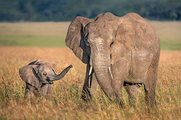 Africa Art Print featuring the photograph Mom Elephant With Calf by Xavier Ortega