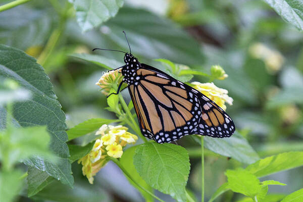 Monarch Art Print featuring the photograph Monarch Moment by Patricia Schaefer