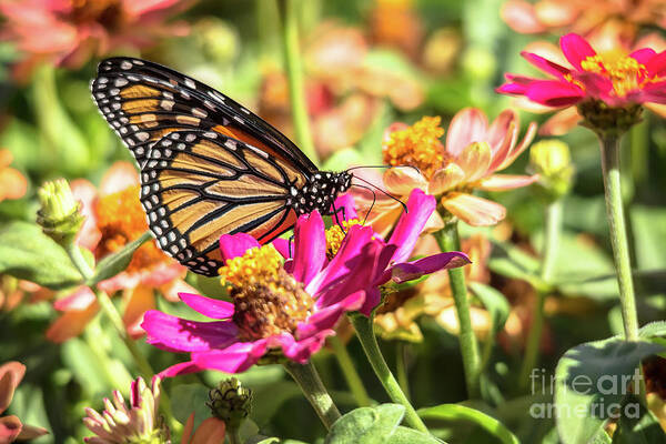 Cheryl Baxter Photography Art Print featuring the photograph Monarch Perfection by Cheryl Baxter