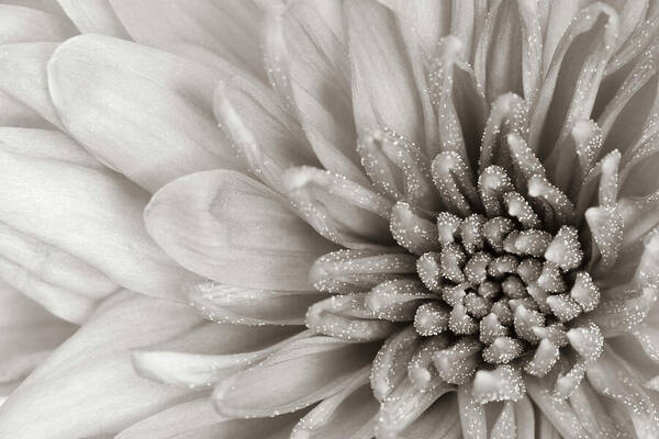 Chrysanth Art Print featuring the photograph Mono Chrysanth by Tanya C Smith