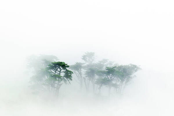Sebastian Kennerknecht Art Print featuring the photograph Monterey Cypress In The Fog by Sebastian Kennerknecht