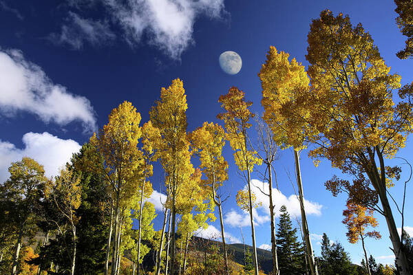 Aspen Art Print featuring the photograph Moon Above Aspens by Candy Brenton