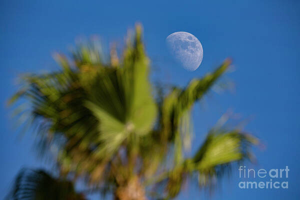 Photography Art Print featuring the photograph Moon Over Palm Tree by Daniel Knighton