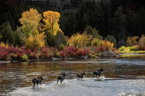 Idaho Scenics Art Print featuring the photograph Moose Crossing by Leland D Howard