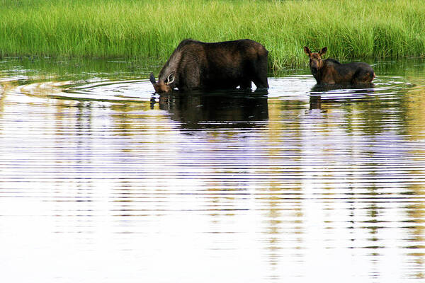 Grass Art Print featuring the photograph Moose In Lake by Universal Stopping Point Photography