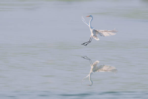 Bird-in-flight Art Print featuring the photograph Morning Dance #4 by ??? / Austin Li