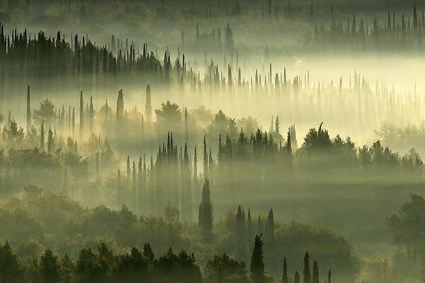 Cypress Art Print featuring the photograph Morning In The Cypress Land by Igor Brautovic