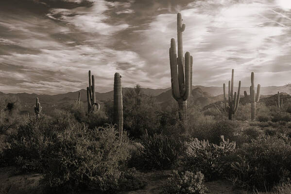 Saguaro Sunrise Art Print featuring the photograph Morning Light in the Sonoran in Sepia by Saija Lehtonen
