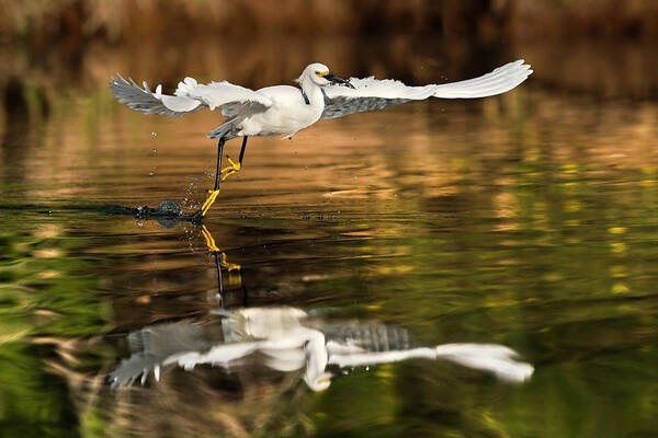 Snowy Egret Art Print featuring the photograph Morning Reflections. by Paul Martin