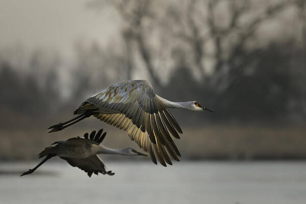 Crane Art Print featuring the photograph Morning Style by Young Feng