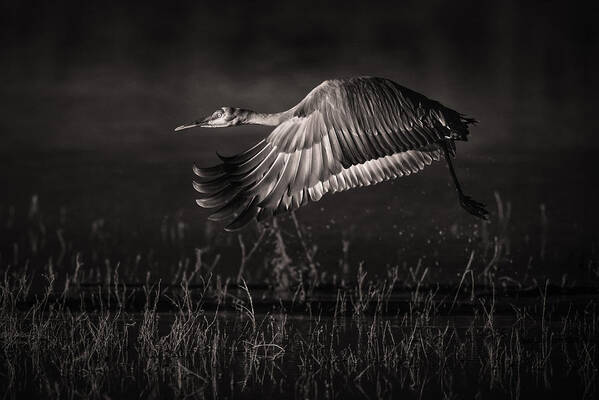 Infrared Art Print featuring the photograph Morning Take-off by C. Mei