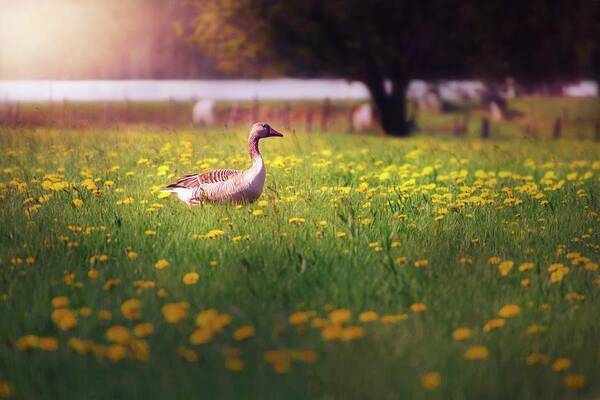 Wild Goose Art Print featuring the photograph Morning Walk by Jaroslav Buna