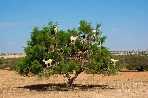 Atlas Art Print featuring the photograph Moroccan Goats In An Argan Tree Argania by Aerostato