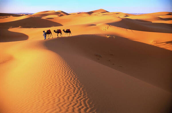 Working Animal Art Print featuring the photograph Morocco, Sahara Desert, Camel Driver by Peter Adams