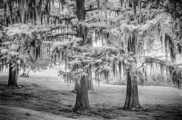 Trees Art Print featuring the photograph Moss Laden Trees 4132 by Donald Brown