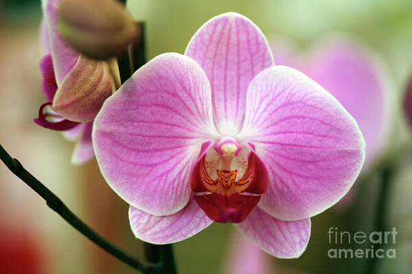 Phalaenopsis Sp. Art Print featuring the photograph Moth Orchid (phalaenopsis Sp.) by Dr Keith Wheeler/science Photo Library