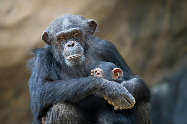 Animal Art Print featuring the photograph Mother Cuddling Baby Chimp by Eric Lowenbach