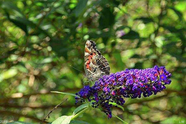 Admiral Butterfly 2 Art Print featuring the photograph Admiral Butterfly 2 by Lisa Wooten