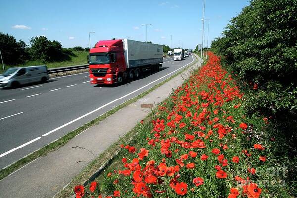 Roadside Art Print featuring the photograph Motorway Traffic And Poppies by Martin Bond/science Photo Library