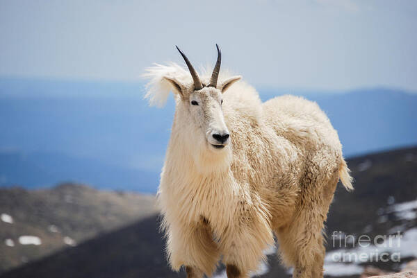 Mountain Art Print featuring the photograph Mountain goat #3 by Steven Liveoak