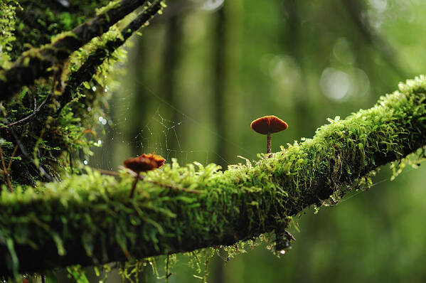 Fen Art Print featuring the photograph Mushrooms On A Mossy Branch In The Woods by Keiichihiki
