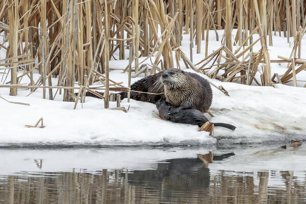 Otter Art Print featuring the photograph My Catch by Ronnie And Frances Howard