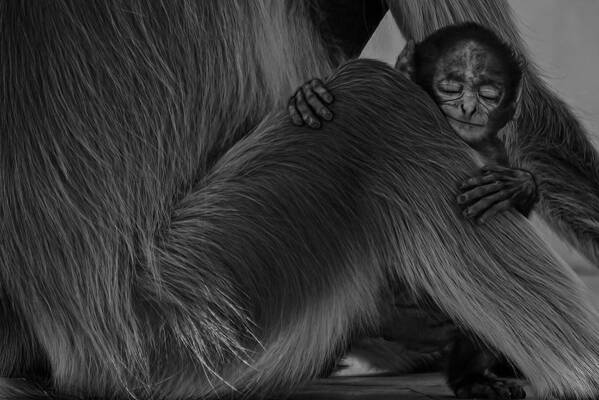 #monkey #emotional #baby-monkey# Art Print featuring the photograph My Mother by Subhash Sapru