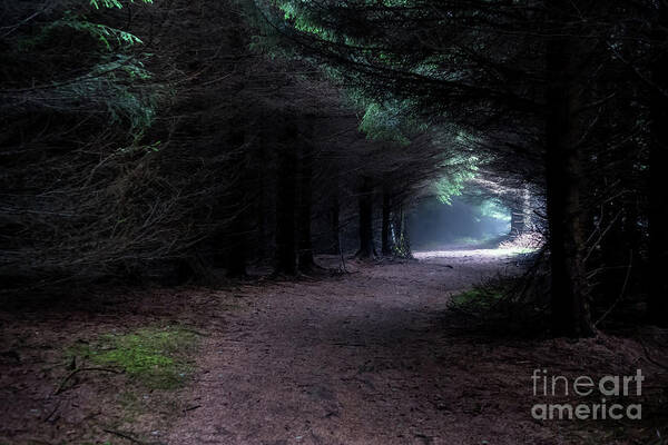 Wood Art Print featuring the photograph Narrow Path Through Foggy Mysterious Forest by Andreas Berthold