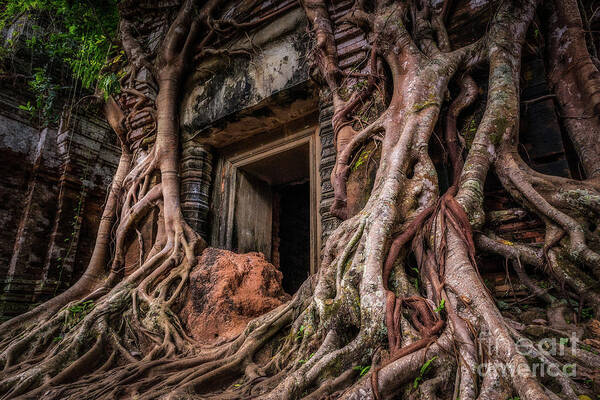 Cambodian Culture Art Print featuring the photograph Nature Always Wins by Dan Montalbano