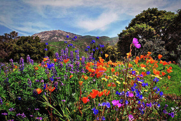 Wildflowers Art Print featuring the photograph Nature's Bouquet by Lynn Bauer