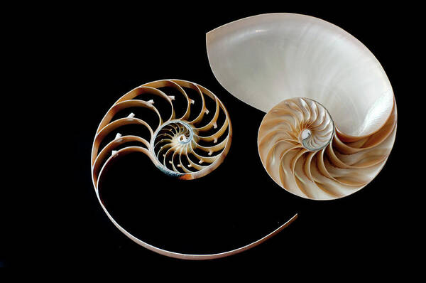 Animal Shell Art Print featuring the photograph Nautilus Yin Yang by By Ana Gassent