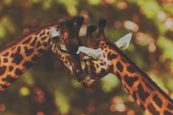 Giraffes Art Print featuring the photograph Necking by Mountain Dreams