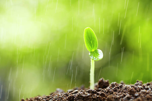 Bud Art Print featuring the photograph New Life In Rain by Bo1982