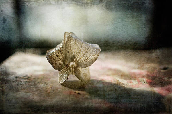 Fragility Art Print featuring the photograph Nicandra Seed by Jill Ferry
