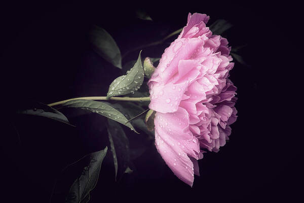 Peony Art Print featuring the photograph No Hesitation by Philippe Sainte-Laudy