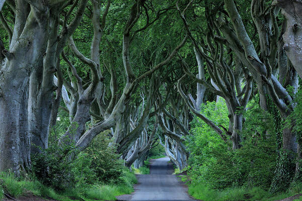 Estock Art Print featuring the digital art Northern Ireland, Ballymoney, Ulster, Dark Hedges, A Country Road Surrounded By Spooky Beech Trees by Riccardo Spila