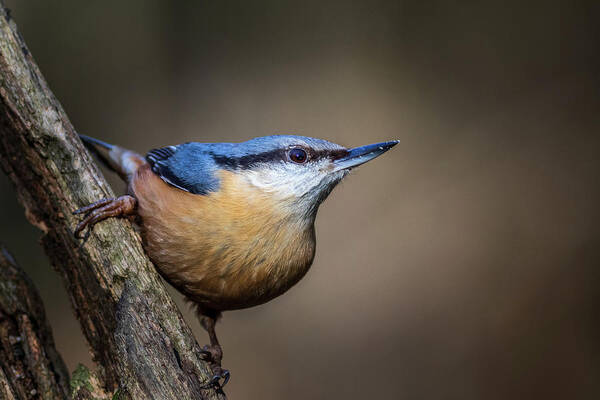 Bird's Art Print featuring the photograph Nuthatch 01 by Chris Smith