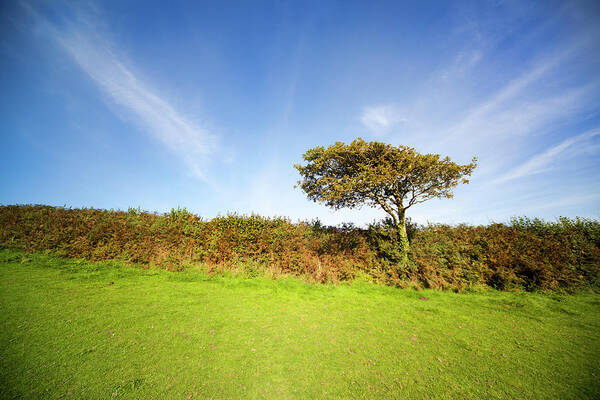 Outdoors Art Print featuring the photograph Oak Tree In Early Fall by Sashafoxwalters