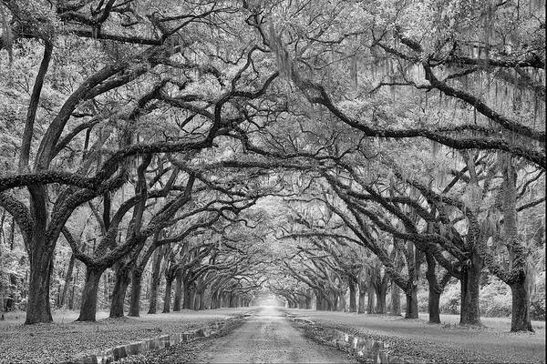 Trees Art Print featuring the photograph Oaks Avenue 1 Bw by Moises Levy