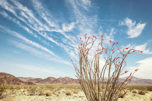 Ocotillo Blues 1 Art Print featuring the photograph Ocotillo Blues 1 by Joseph S Giacalone