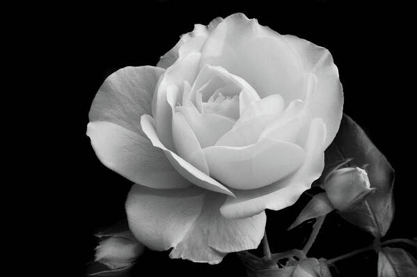 Rose Art Print featuring the photograph October Rose by Terence Davis
