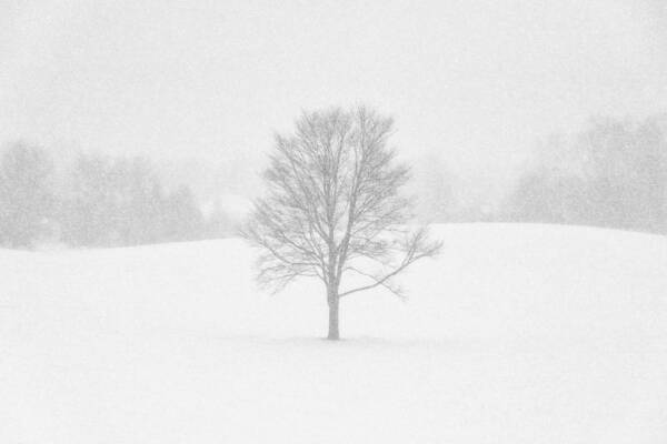 Hartville Art Print featuring the photograph Ohio Winter Whiteout 1 by Matt Hammerstein
