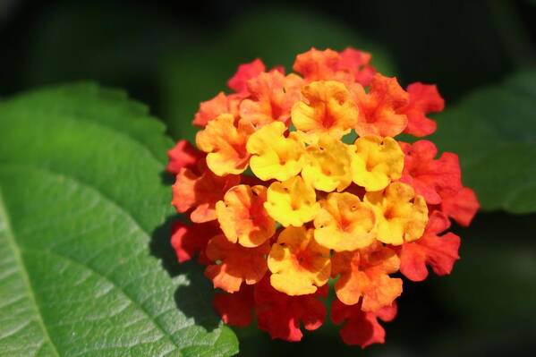 Flower Art Print featuring the photograph Orange Lantana by Christopher Lotito