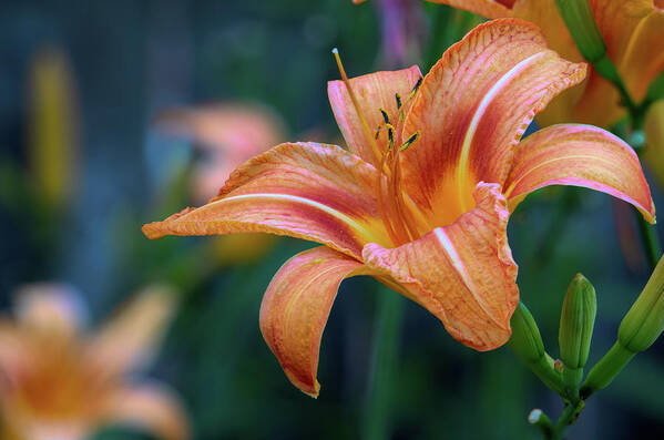 Day Lily Art Print featuring the photograph Orange Lily Detailed Petals by Jason Fink