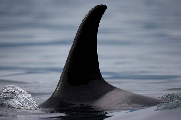 Animal Themes Art Print featuring the photograph Orca Whale Fin, Alaska by Paul Souders