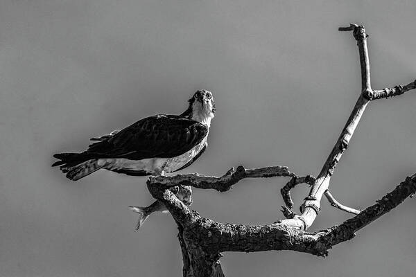 Raptor Art Print featuring the photograph Osprey With Lunch by Cathy Kovarik