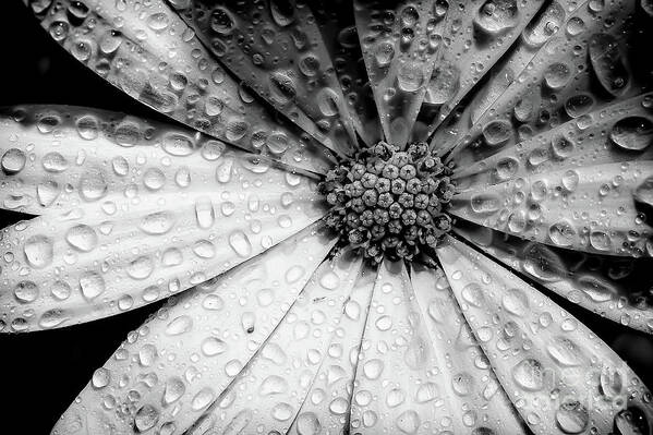 Garden Art Print featuring the photograph Osteospermum petals black and white with water by Simon Bratt