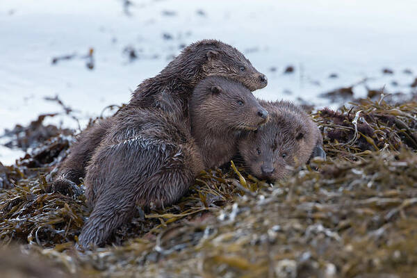 Otter Art Print featuring the photograph Otter Family Together by Pete Walkden