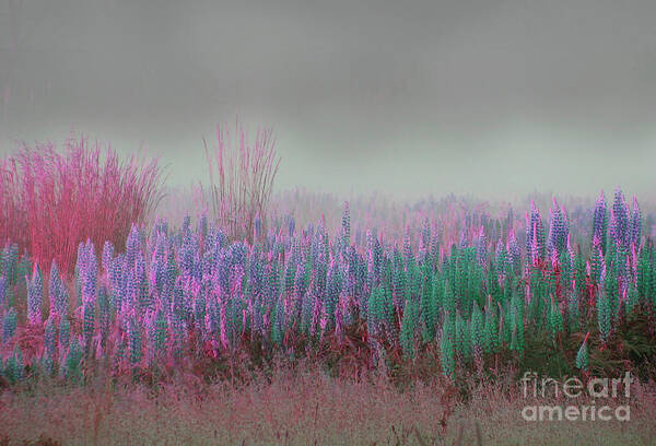 Lupine Art Print featuring the photograph Outer Limits Lupine by Rich Collins