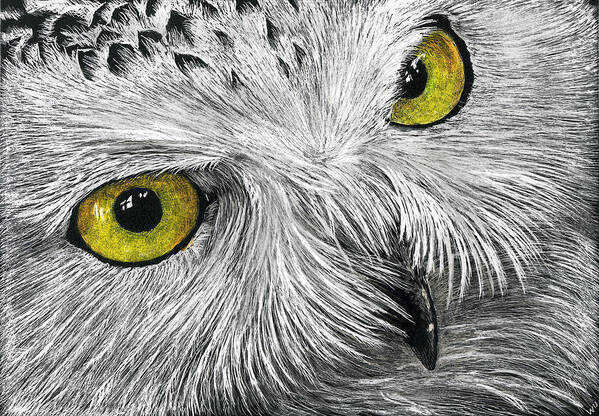 Drawing Art Print featuring the drawing Owl Face by William Underwood